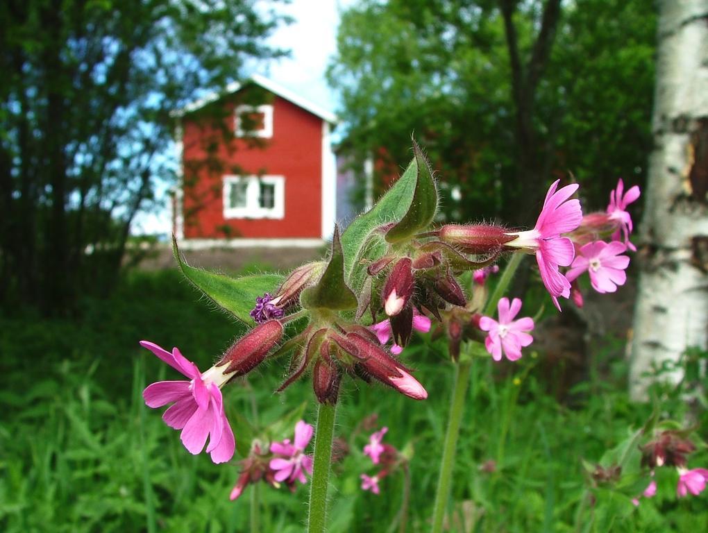 Wanha Pappila Cottages Simoniemi Exterior foto